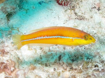 Yellowhead Wrasse - Halichoeres garnoti - Bonaire
