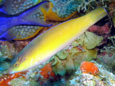 Yellowhead Wrasse - Halichoeres garnoti - Grand Cayman