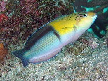 Yellowhead Wrasse - Halichoeres garnoti - British Virgin Islands