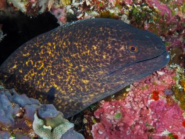 Yellowmargin Moray Eel - Gymnothorax flavimarginatus - komodo, Indonesia