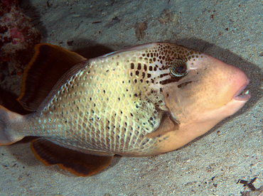 Yellowmargin Triggerfish - Pseudobalistes flavimarginatus - Wakatobi, Indonesia