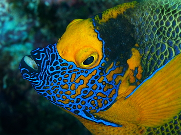 Yellow-Mask Angelfish - Pomacanthus xanthometopon - Palau