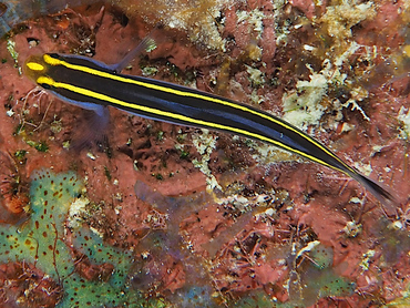 Yellownose Goby - Elacatinus randalli - Bonaire