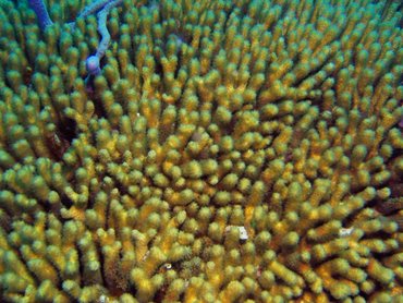 Yellow Pencil Coral - Madracis mirabilis - Turks and Caicos