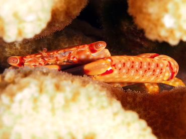 Yellow-Spotted Guard Crab - Trapezia flavopunctata - Big Island, Hawaii