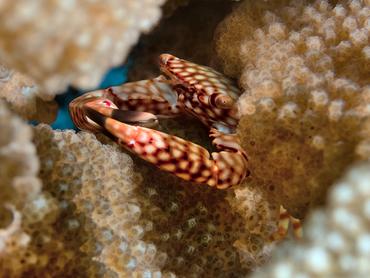 Yellow-Spotted Guard Crab - Trapezia flavopunctata - Moorea, French Polynesia
