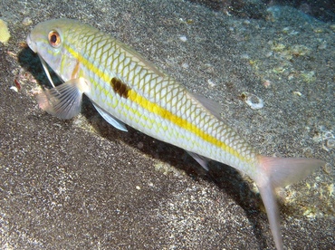 Yellowstripe Goatfish - Mulloidichthys flavolineatus - Big Island, Hawaii