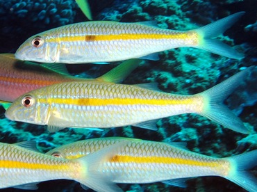 Yellowstripe Goatfish - Mulloidichthys flavolineatus - Maui, Hawaii