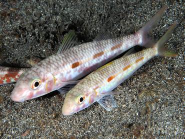 Yellowstripe Goatfish - Mulloidichthys flavolineatus - Komodo, Indonesia