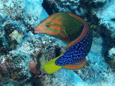 Yellowtail Coris - Coris gaimard - Rangiroa, French Polynesia