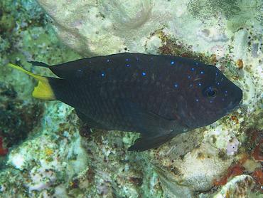 Yellowtail Damselfish - Microspathodon chrysurus - British Virgin Islands
