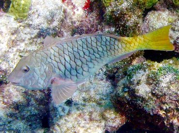 Yellowtail Parrotfish - Sparisoma rubripinne - Isla Mujeres, Mexico