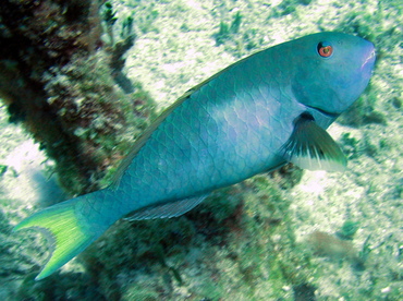 Yellowtail Parrotfish - Sparisoma rubripinne - Nassau, Bahamas