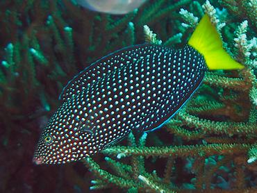 Yellowtail Wrasse - Anampses meleagrides - Komodo, Indonesia