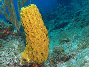 Yellow Tube Sponge - Aplysina fistularis - British Virgin Islands