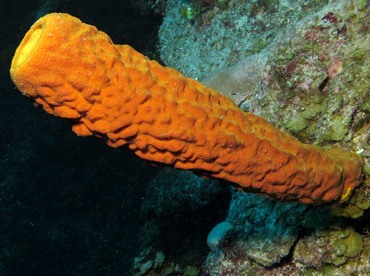 Yellow Tube Sponge - Aplysina fistularis - Belize