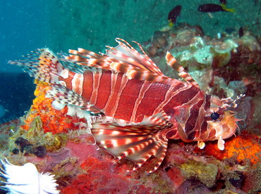 Zebra Lionfish - Dendrochirus zebra - Dumaguete, Philippines