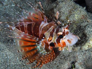 Zebra Lionfish - Dendrochirus zebra - Komodo, Indonesia