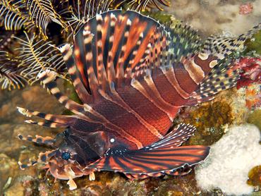 Zebra Lionfish - Dendrochirus zebra - Bali, Indonesia