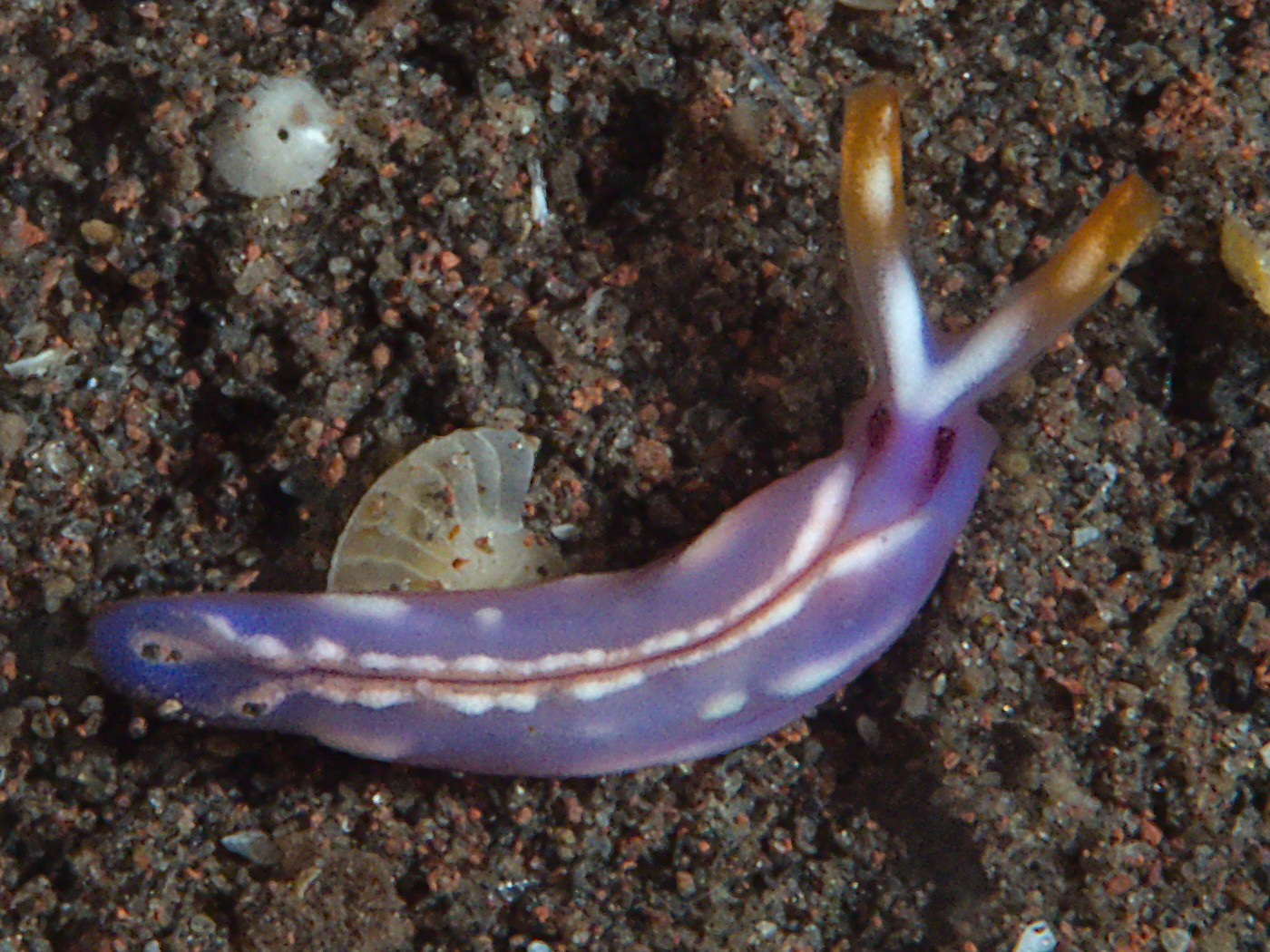 White-Bump Thuridilla - Thuridilla albopustulosa