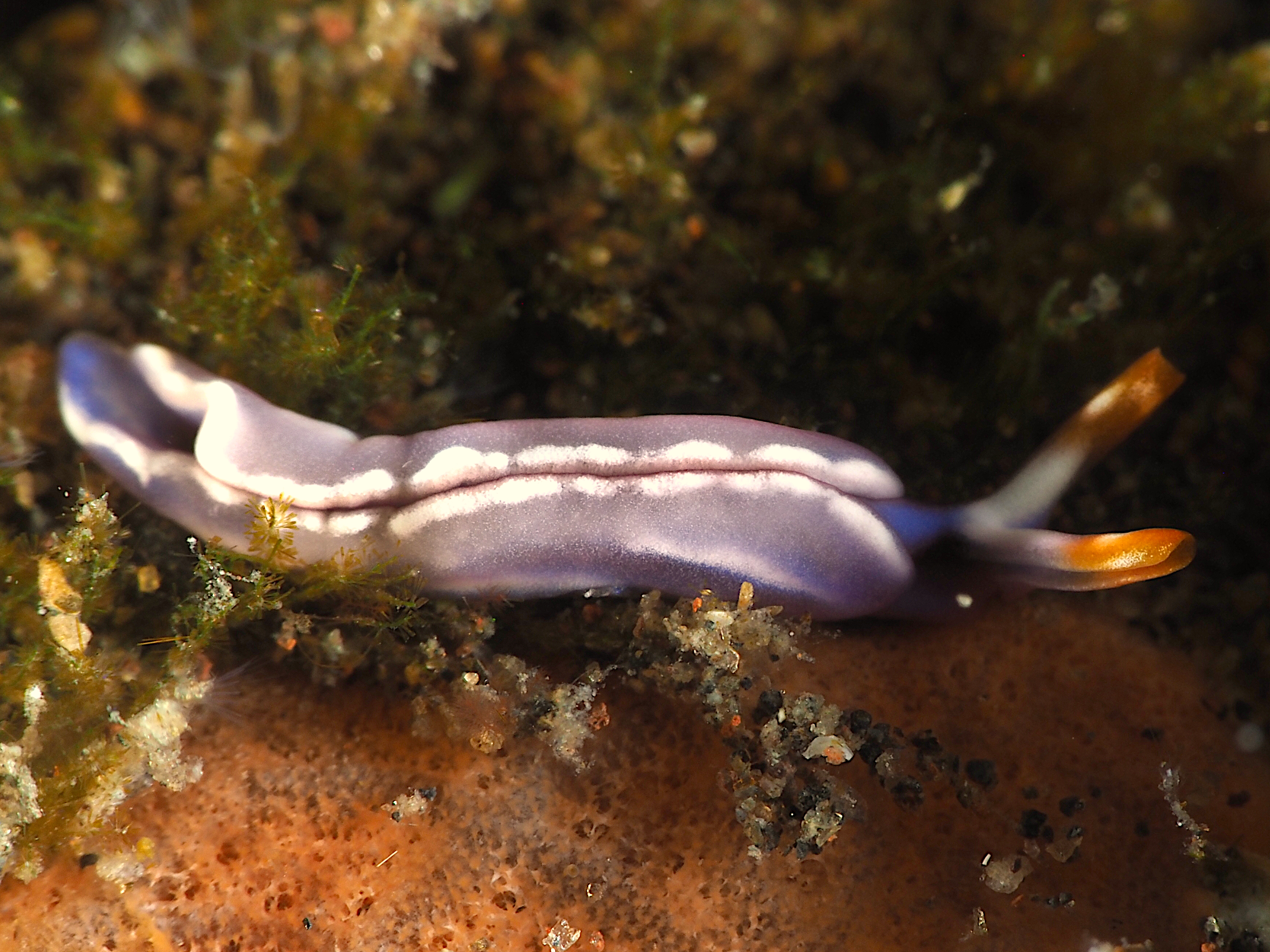 White-Bump Thuridilla - Thuridilla albopustulosa