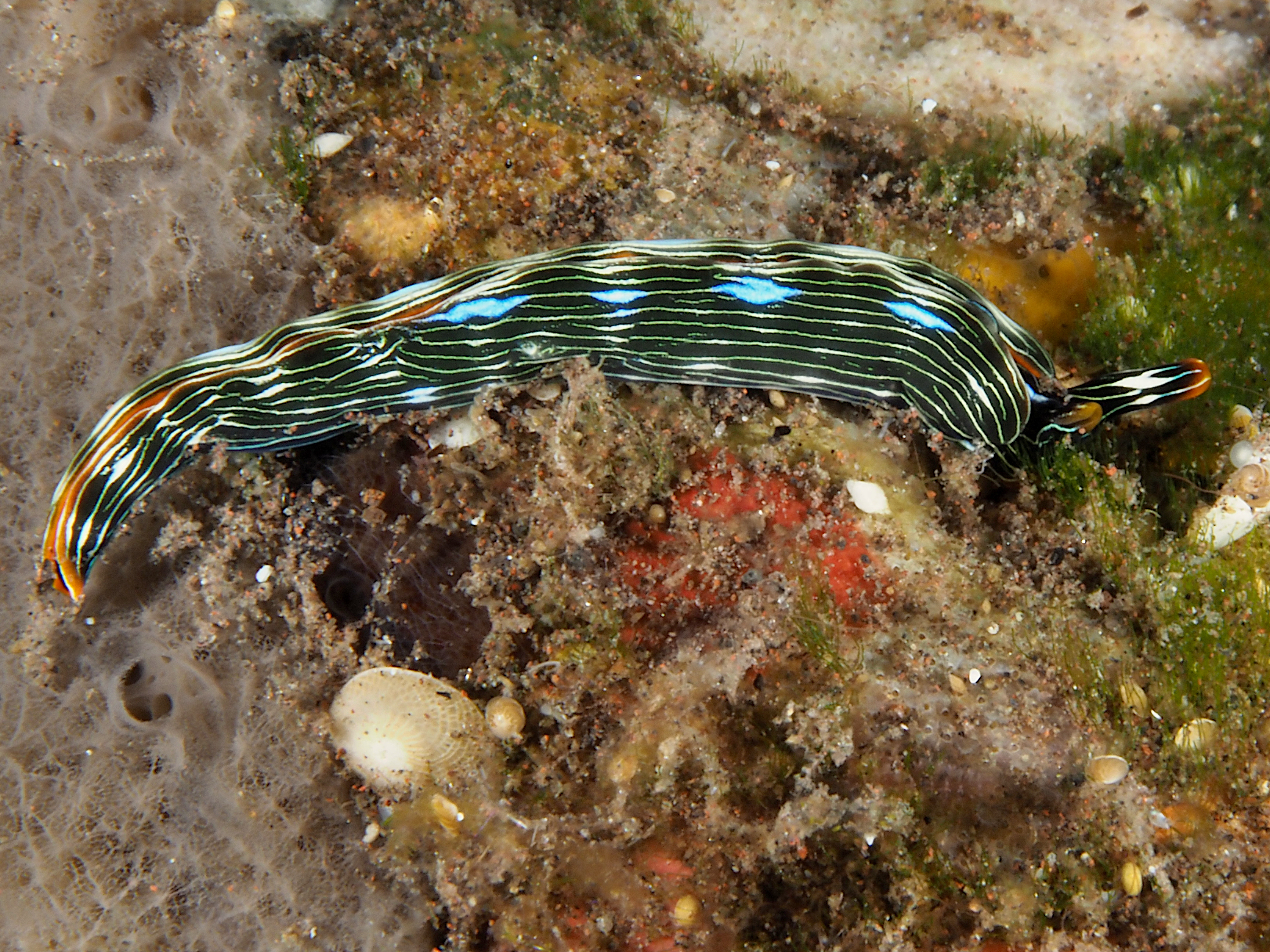 Slender Sapsucking Slug - Thuridilla bayeri