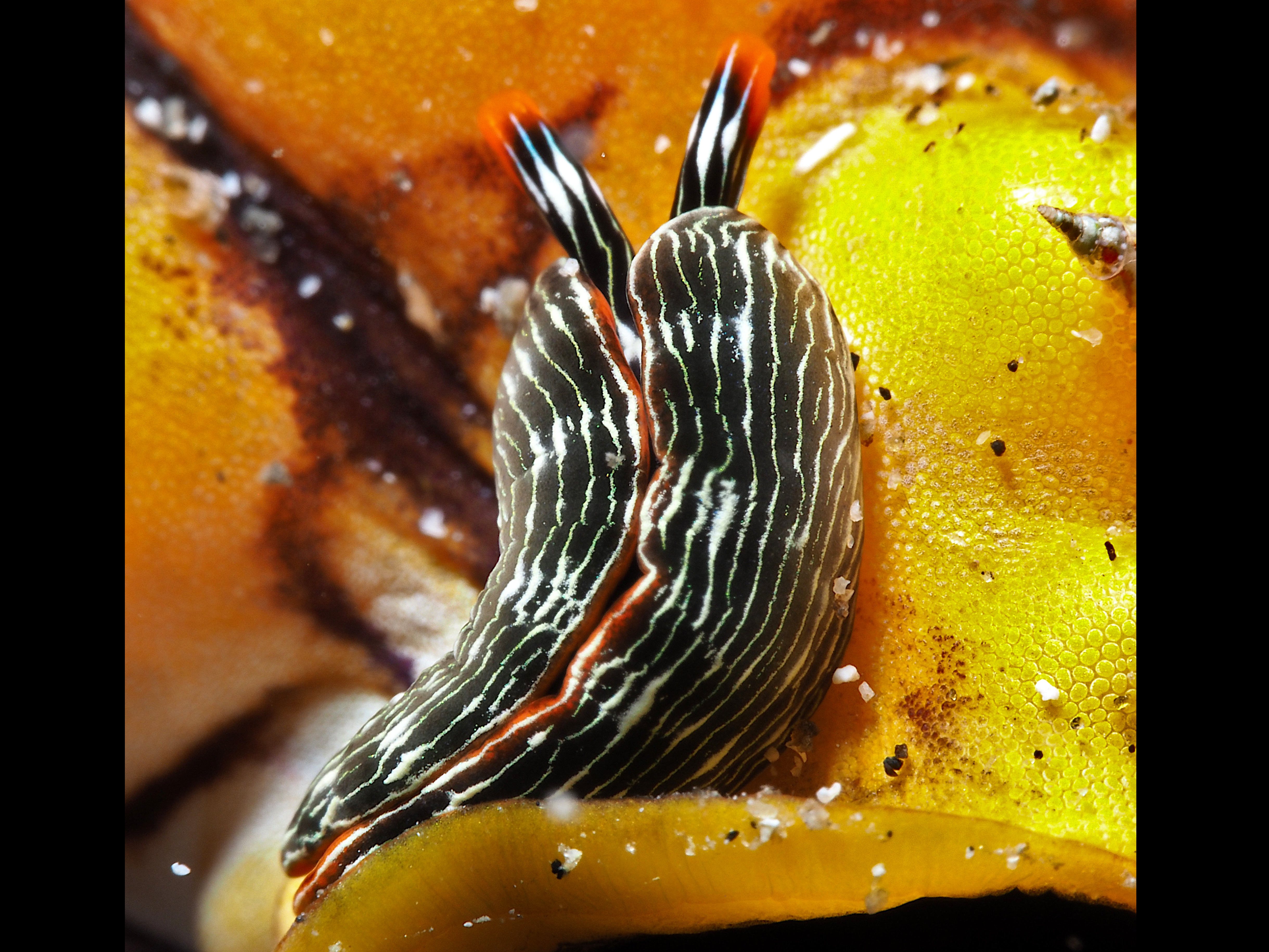 Slender Sapsucking Slug - Thuridilla gracilis