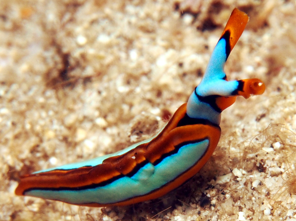 Orange-Edged Sapsucking Slug - Thuridilla lineolata