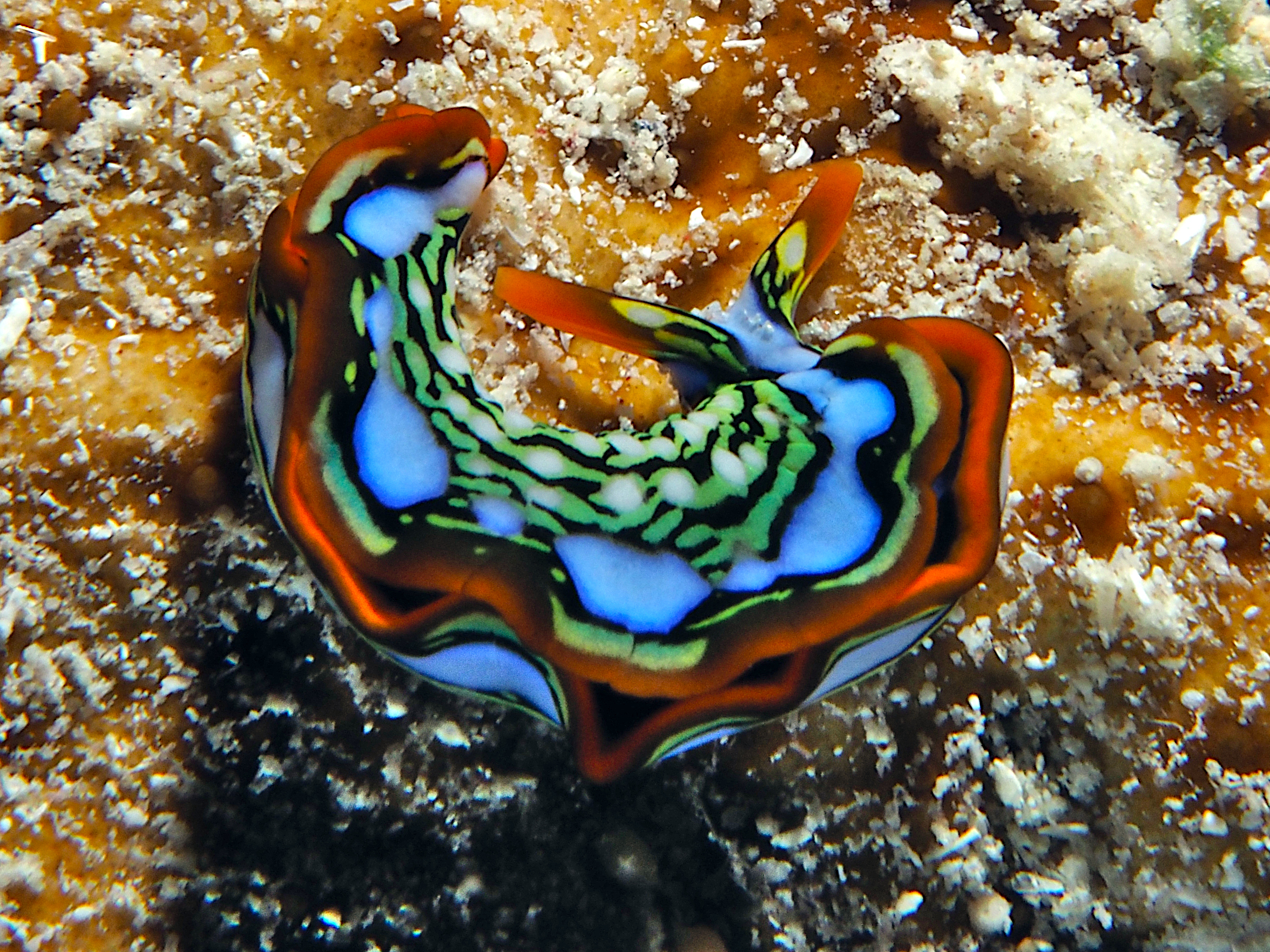 Splendid Sapsucking Slug - Thuridilla splendens - Great Barrier Reef, Australia