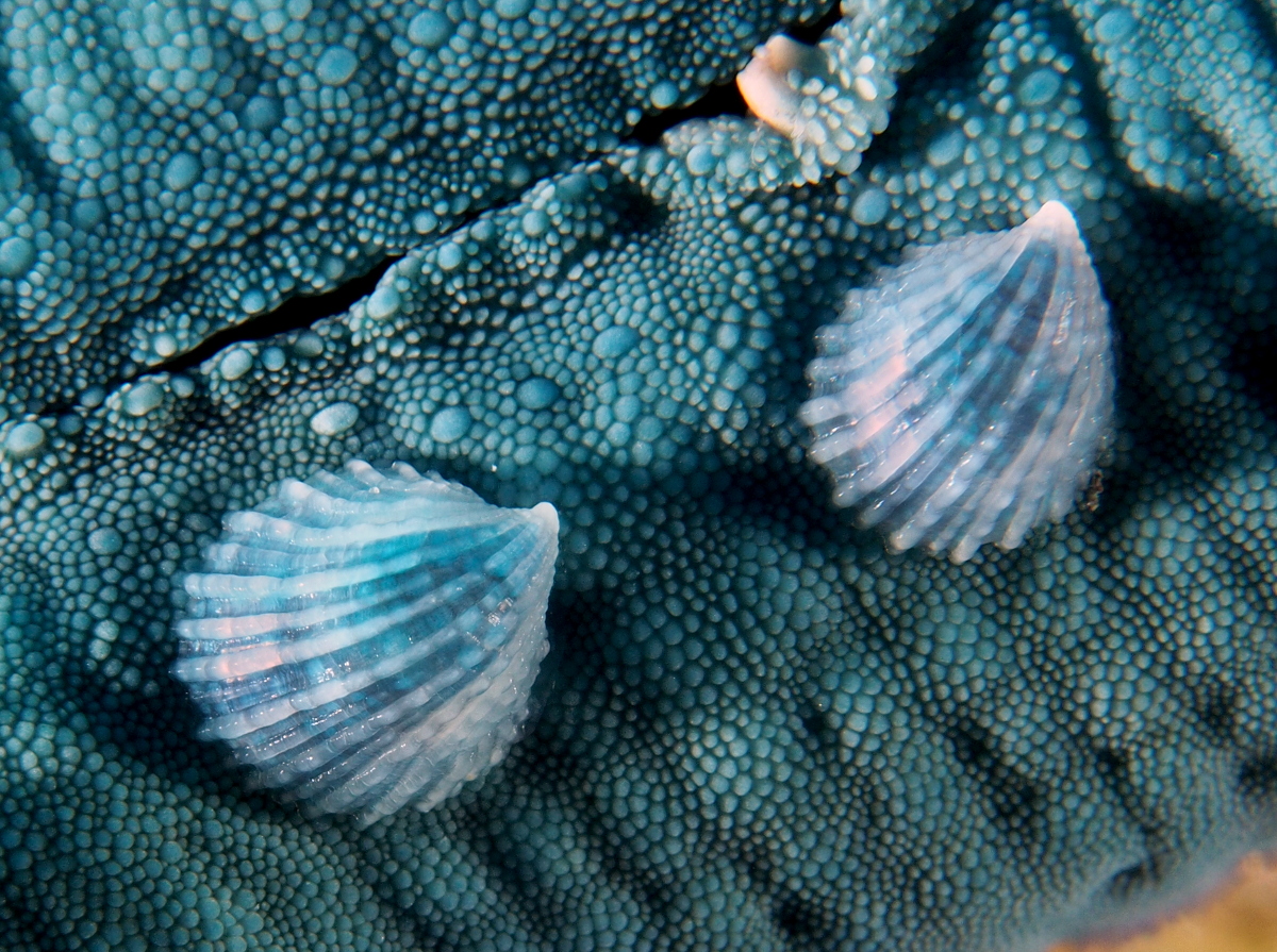 Crystalline Sea Star Snail - Thyca crystallina