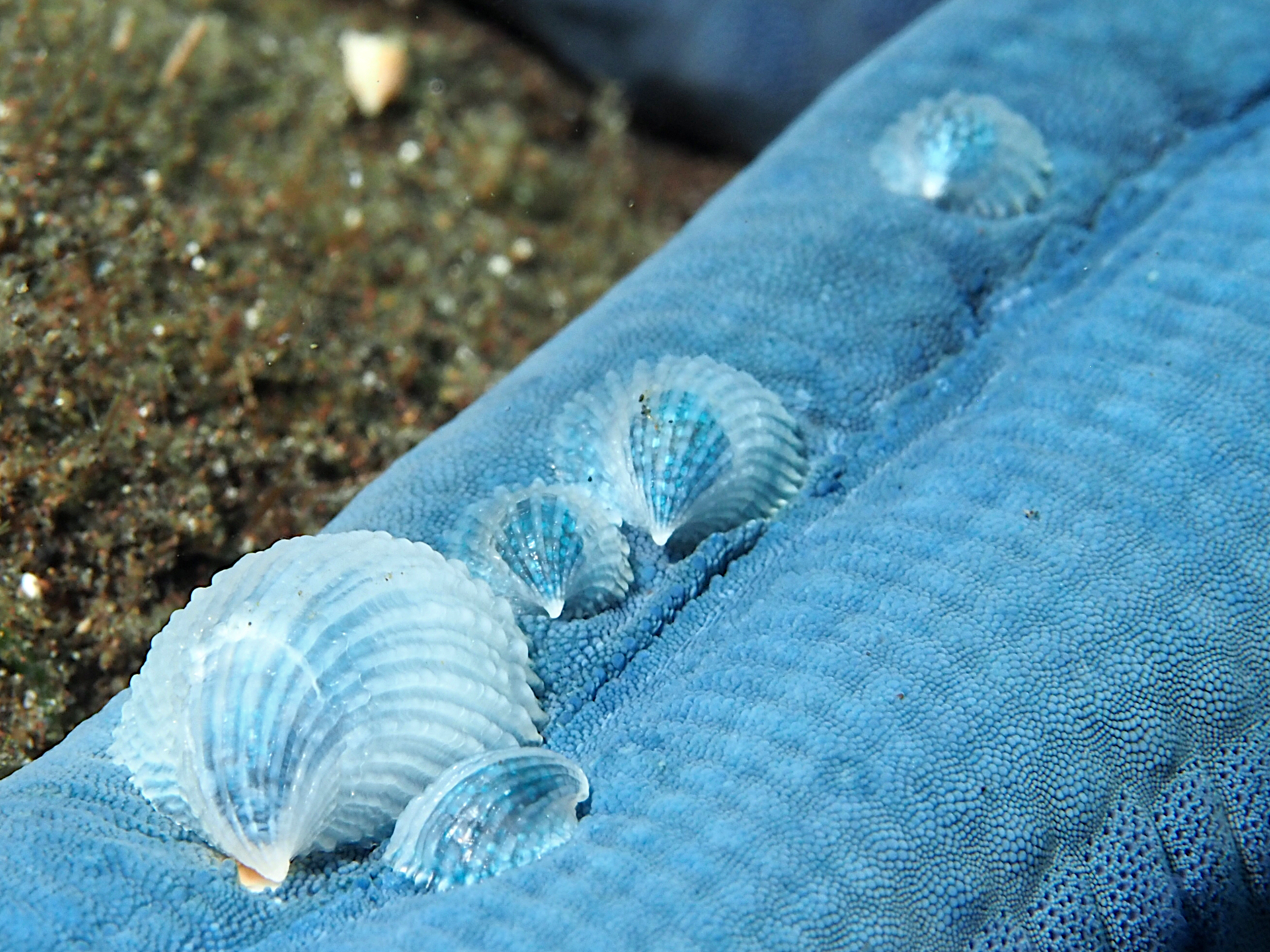 Crystalline Sea Star Snail - Thyca crystallina