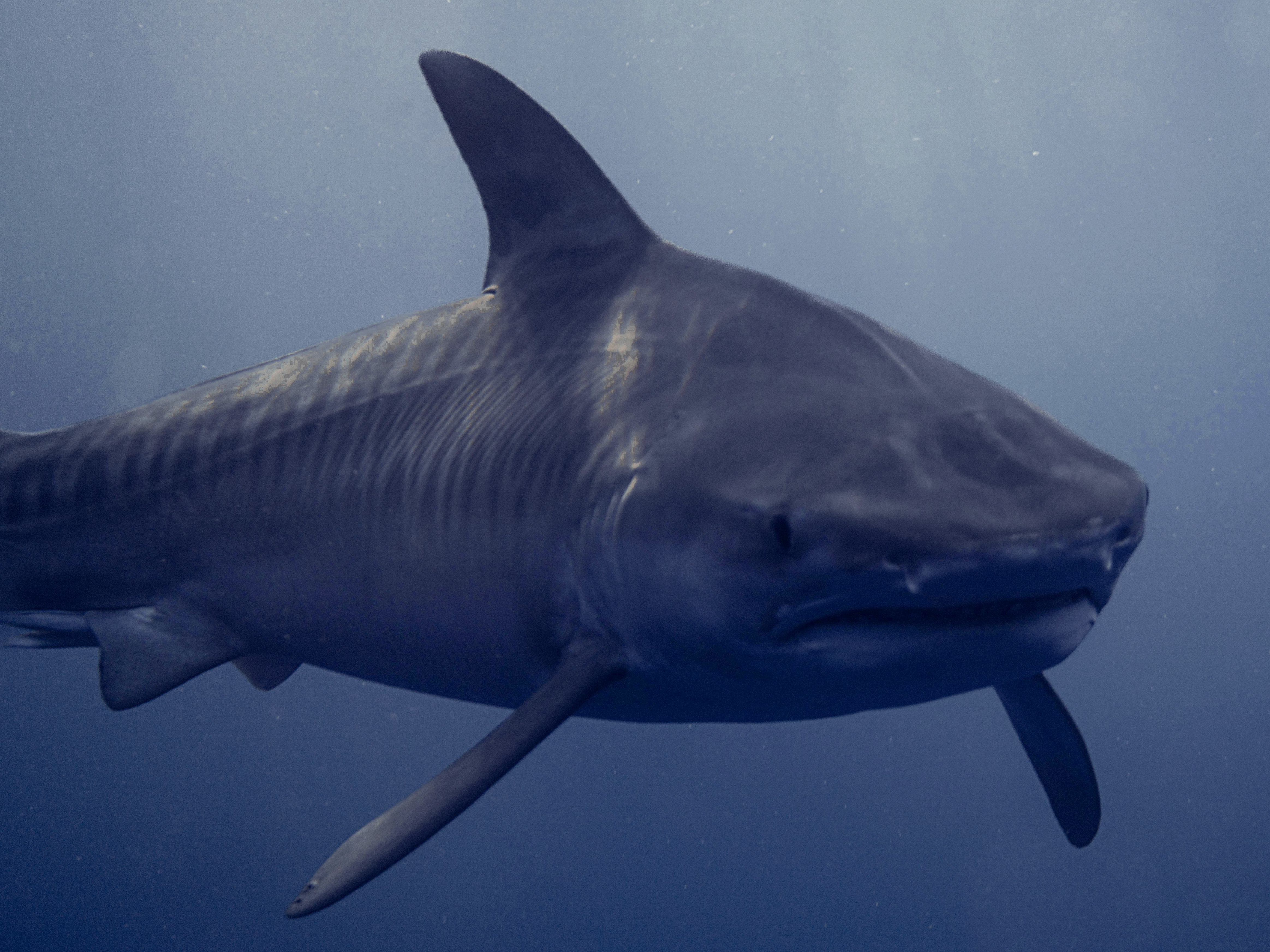 Tiger Shark - Galeocerdo cuvier - Oahu, Hawaii