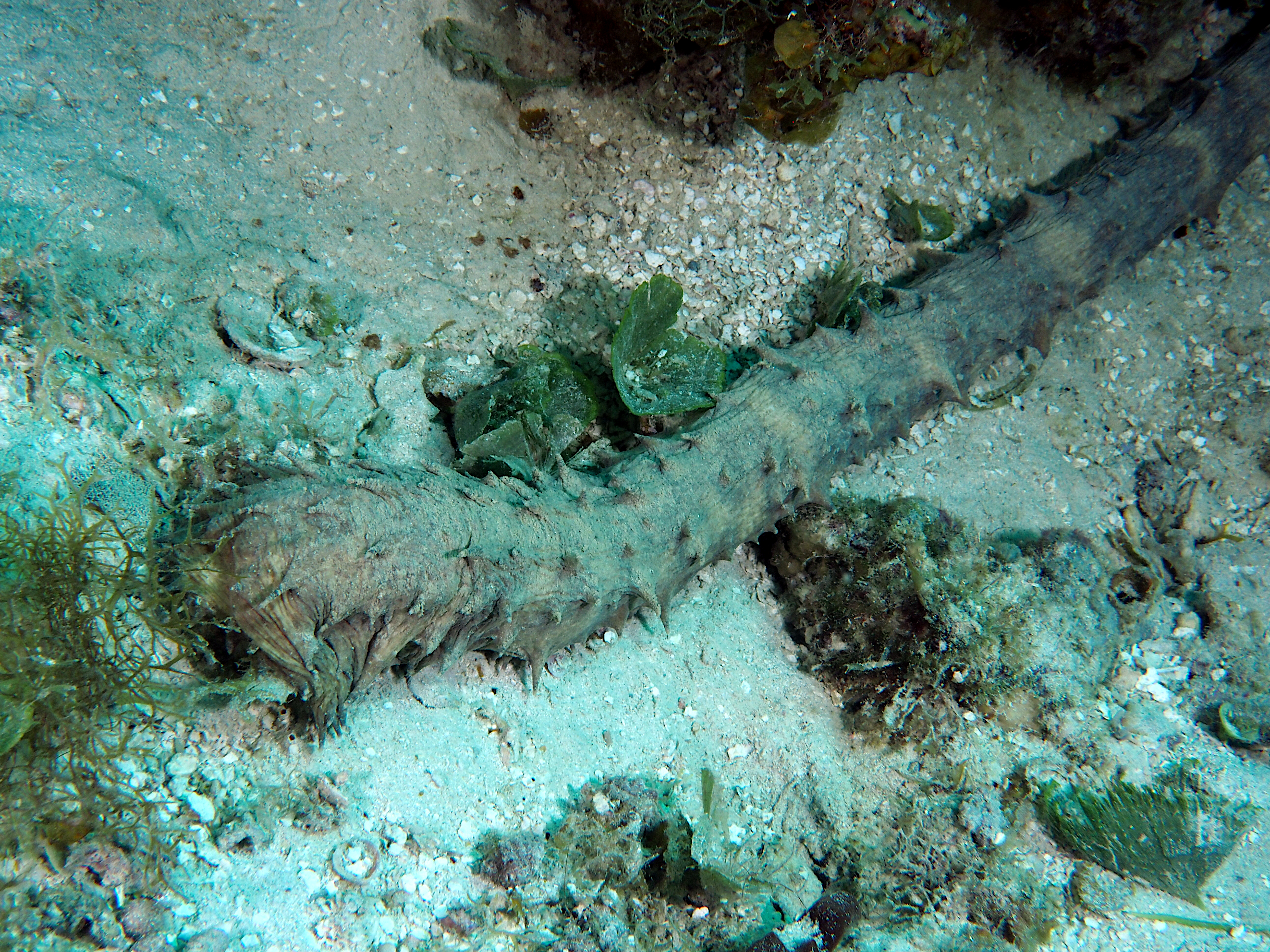 Tiger Tail Sea Cucumber - Holothuria (Thymiosycia) thomasi