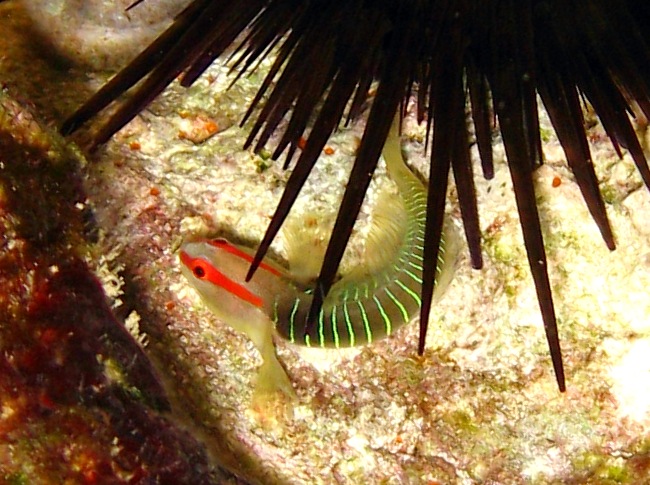 Cayman Greenbanded Goby - Tigrigobius harveyi