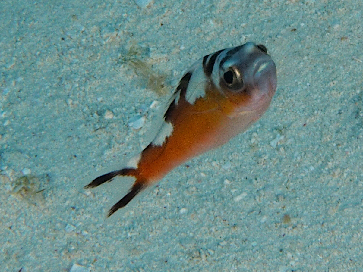 Tobaccofish - Serranus tabacarius