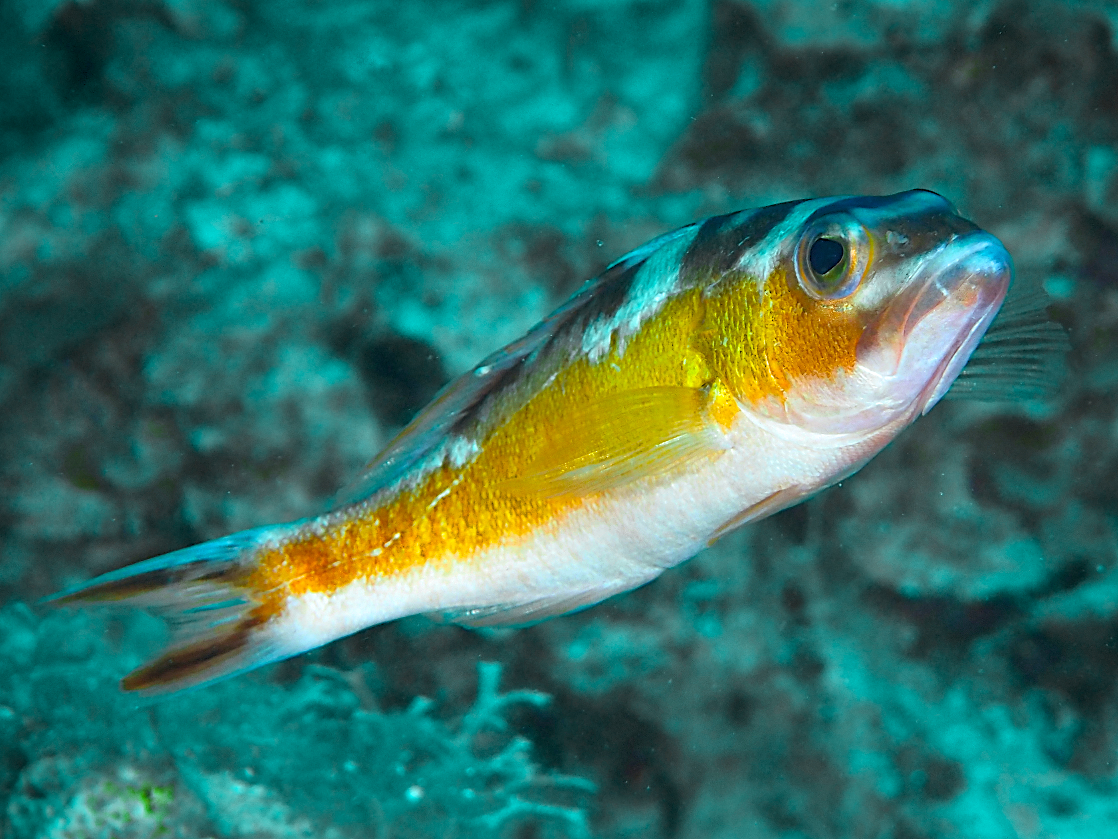 Tobaccofish - Serranus tabacarius