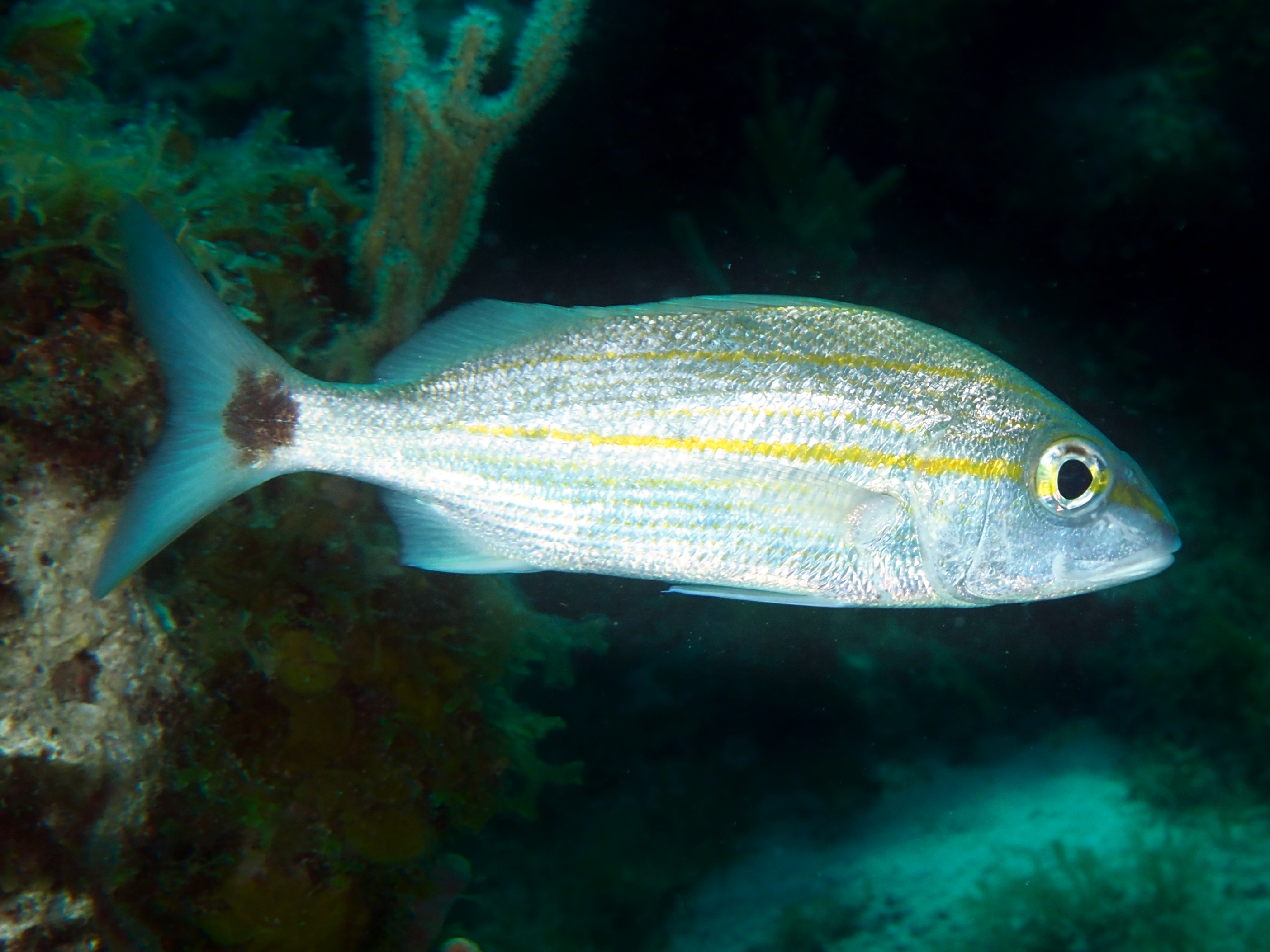 Tomtate - Haemulon aurolineatum