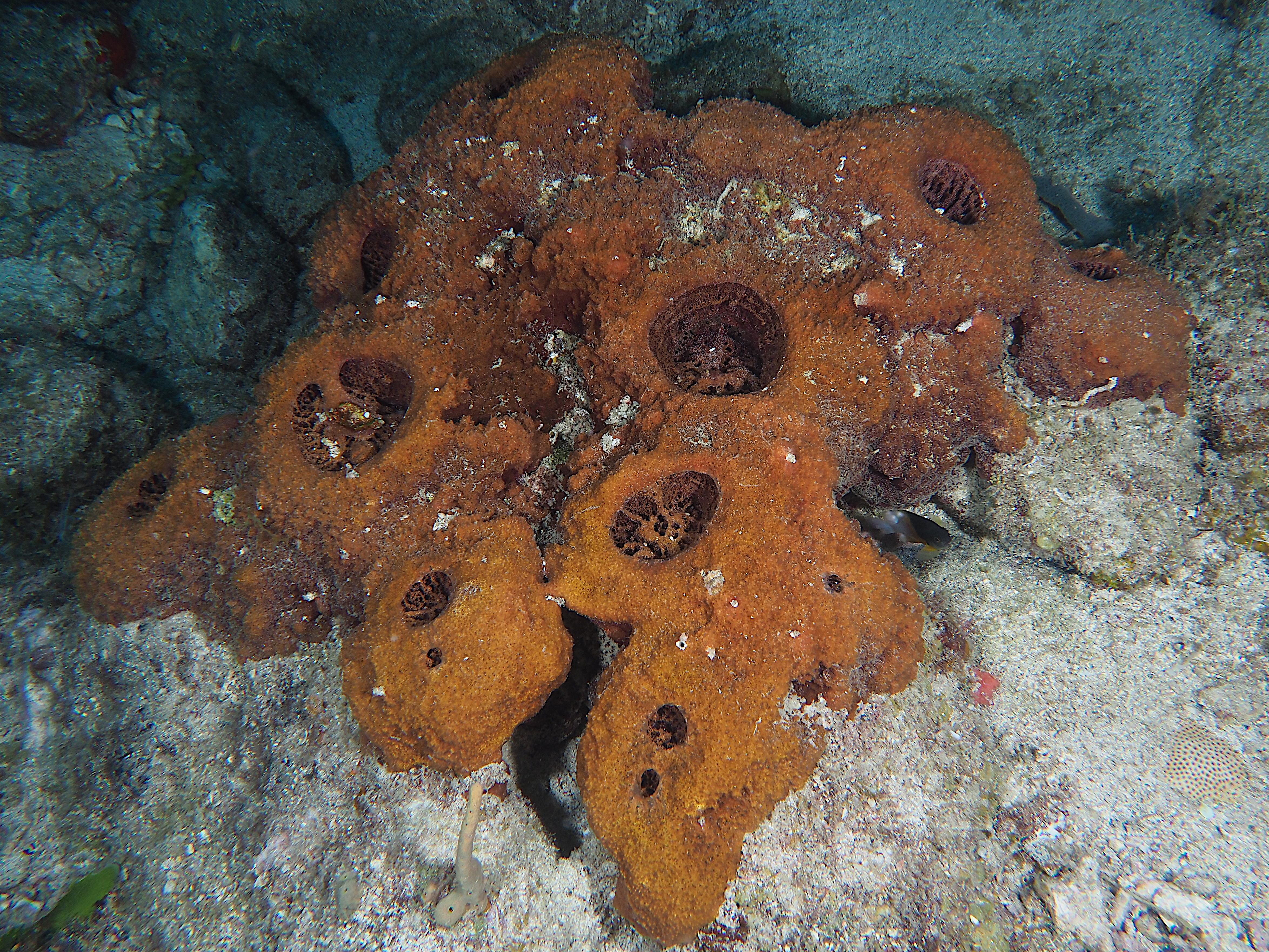 Touch-Me-Not Sponge - Neofibularia nolitangere