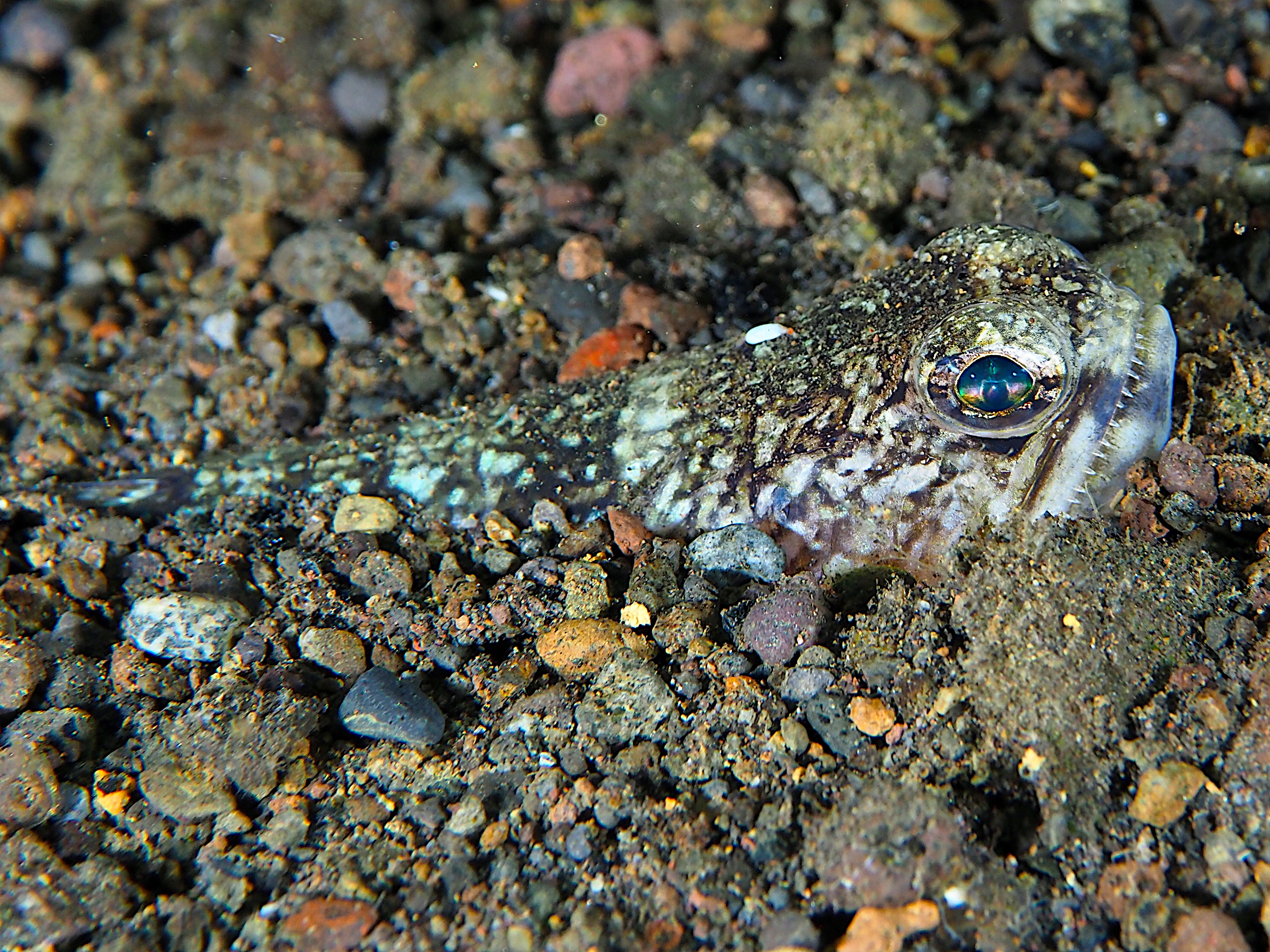 Bluntnose Lizardfish - Trachinocephalus trachinus - Komodo, Indonesia