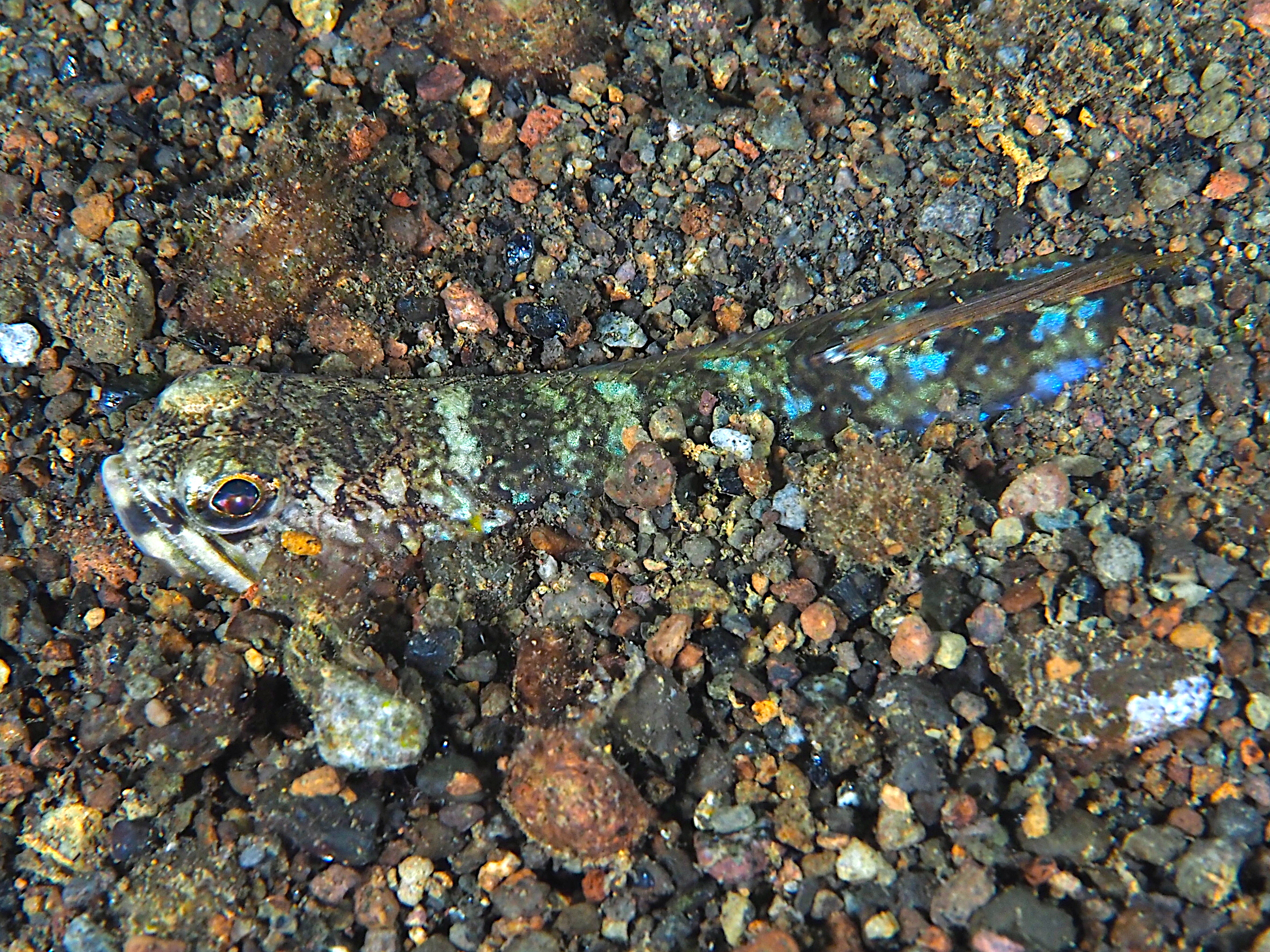 Bluntnose Lizardfish - Trachinocephalus trachinus
