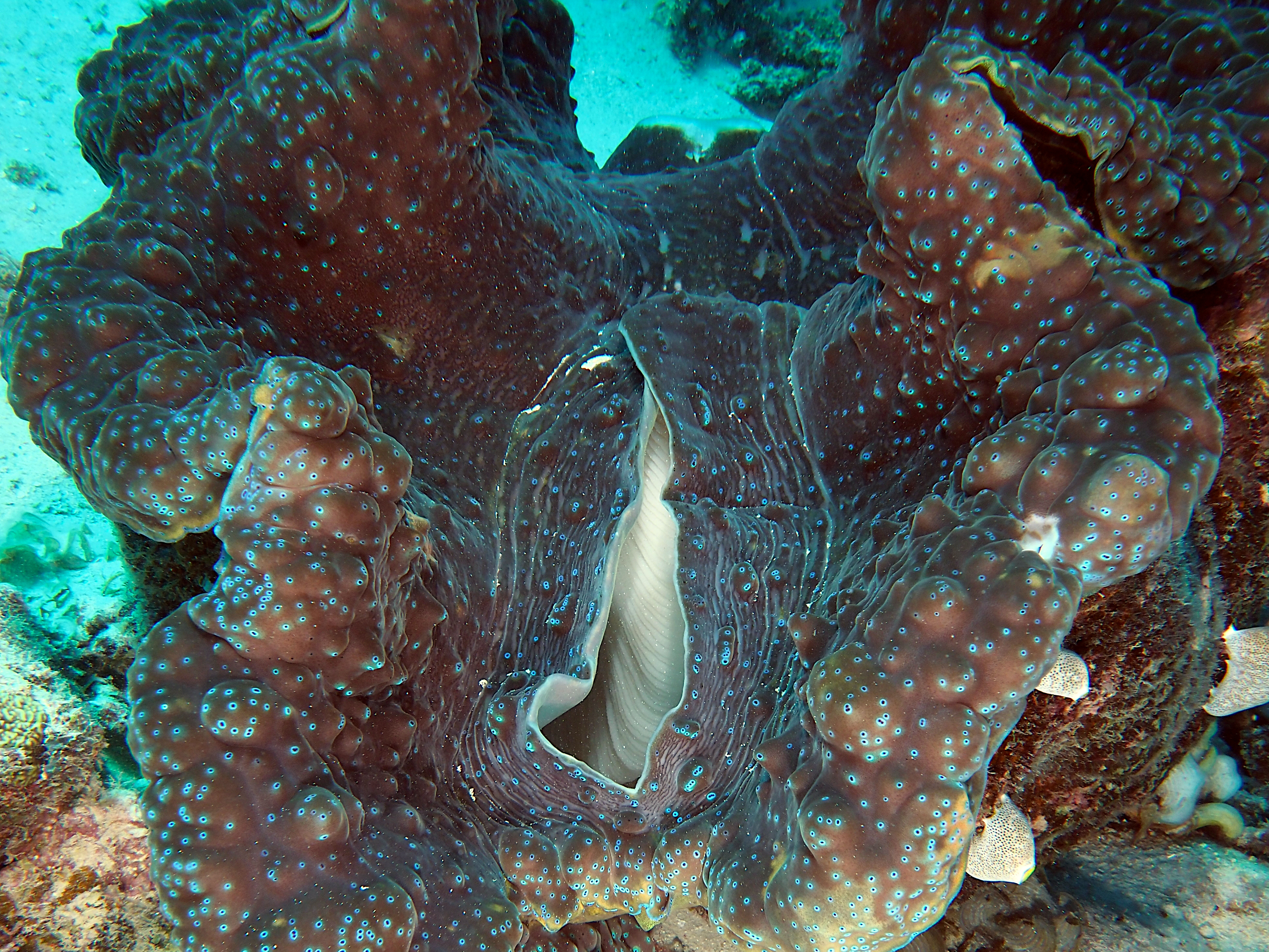 Giant Clam - Tridacna gigas