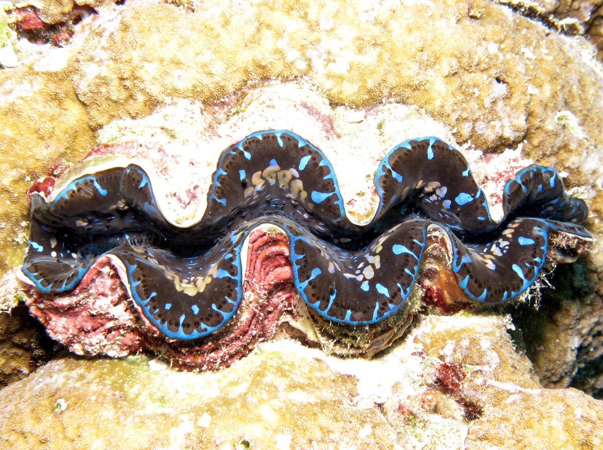 Maxima Giant Clam - Tridacna maxima - Palau