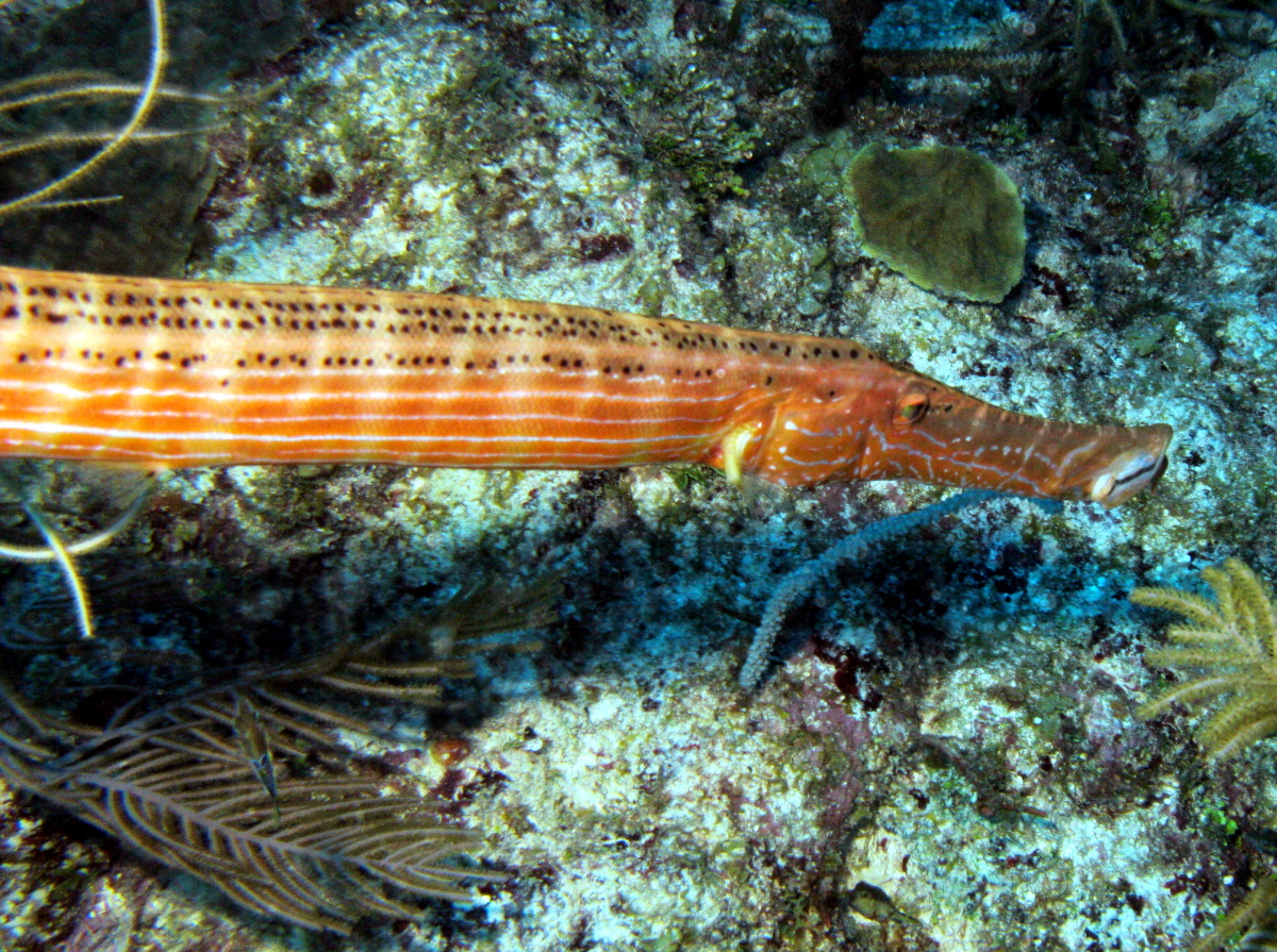Trumpetfish - Aulostomus maculatus