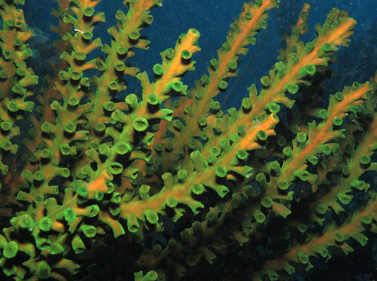 Black Sun Coral - Tubastraea micranthus