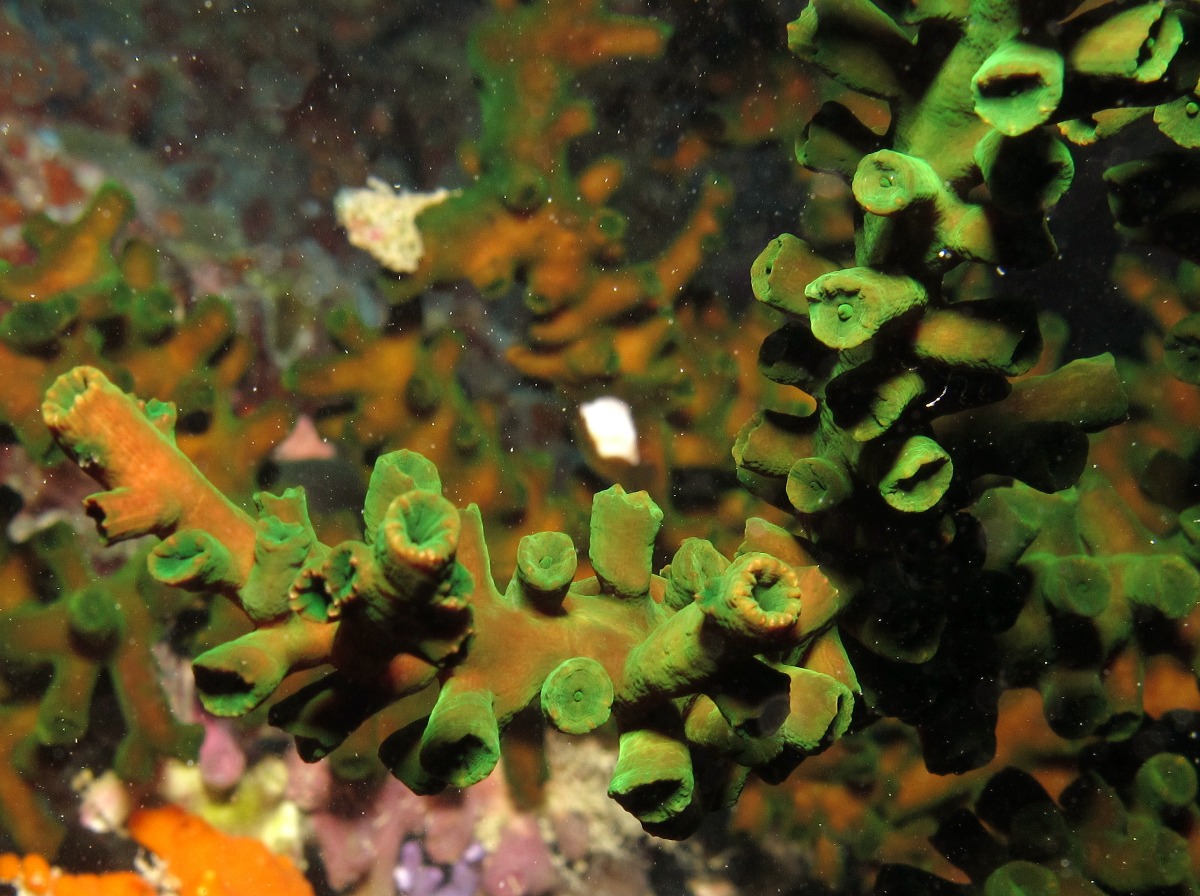 Black Sun Coral - Tubastraea micranthus