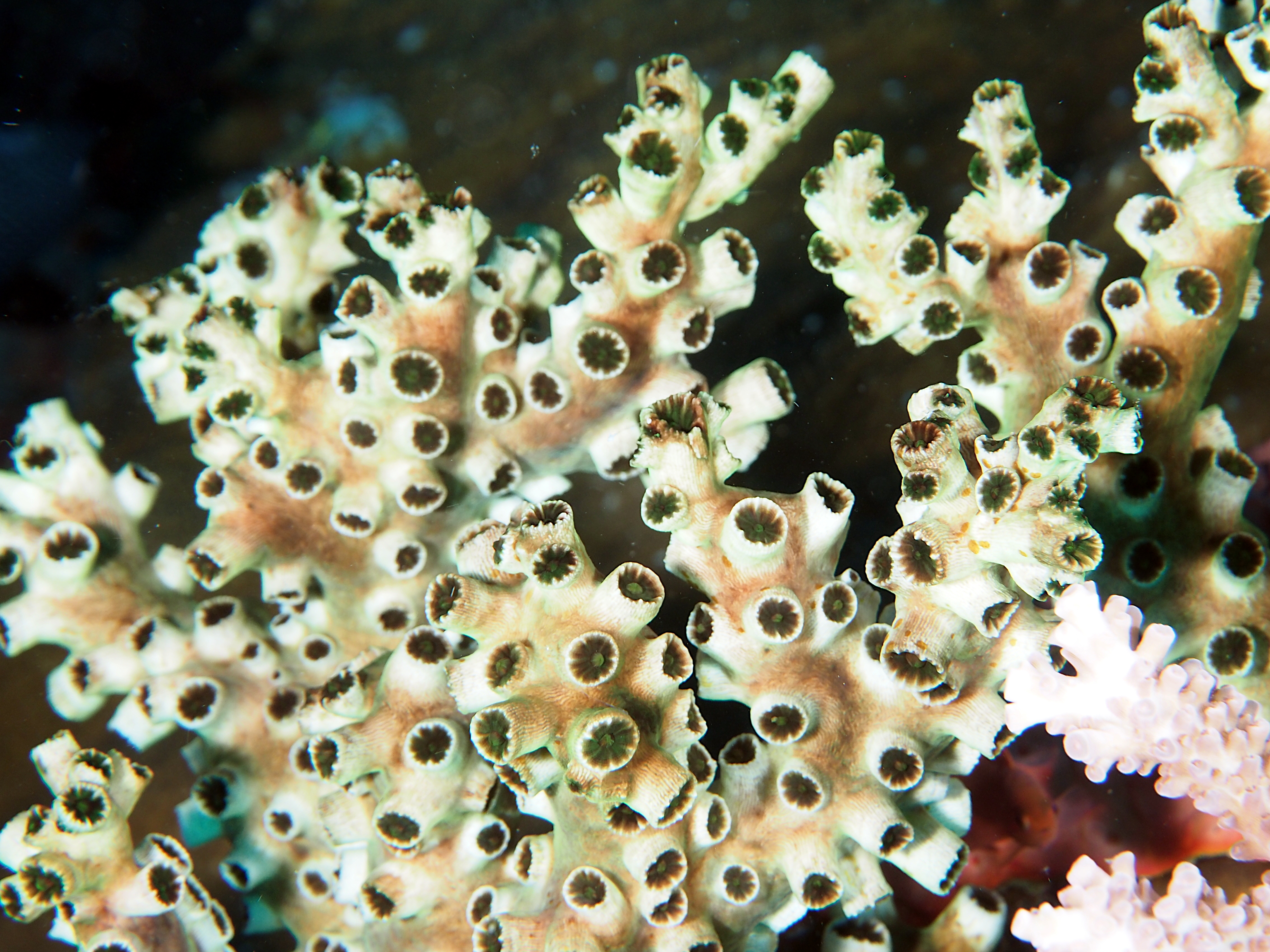 Black Sun Coral - Tubastraea micranthus