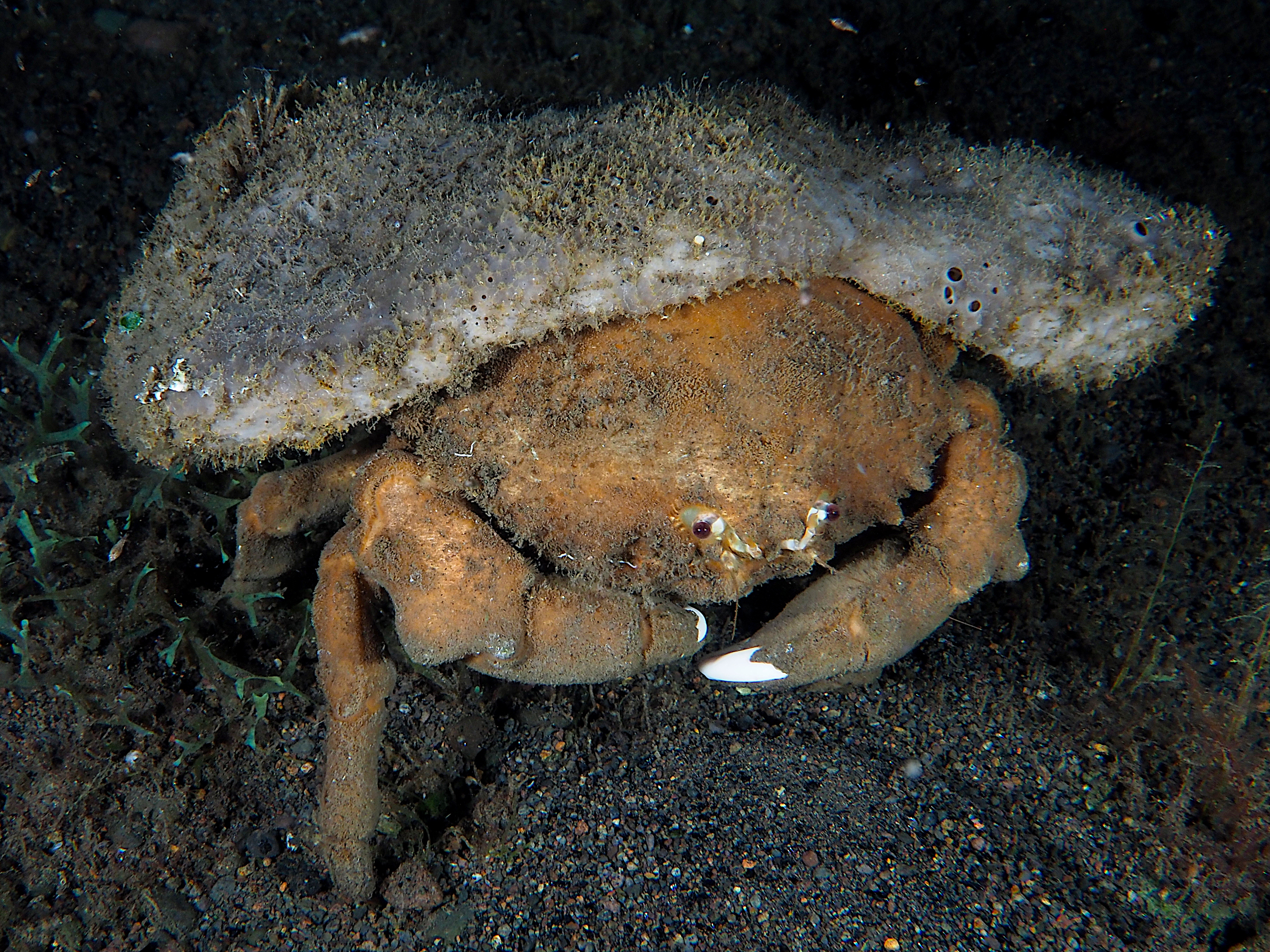 Sleepy Sponge Crab - Tumidodromia dormia - Komodo, Indonesia