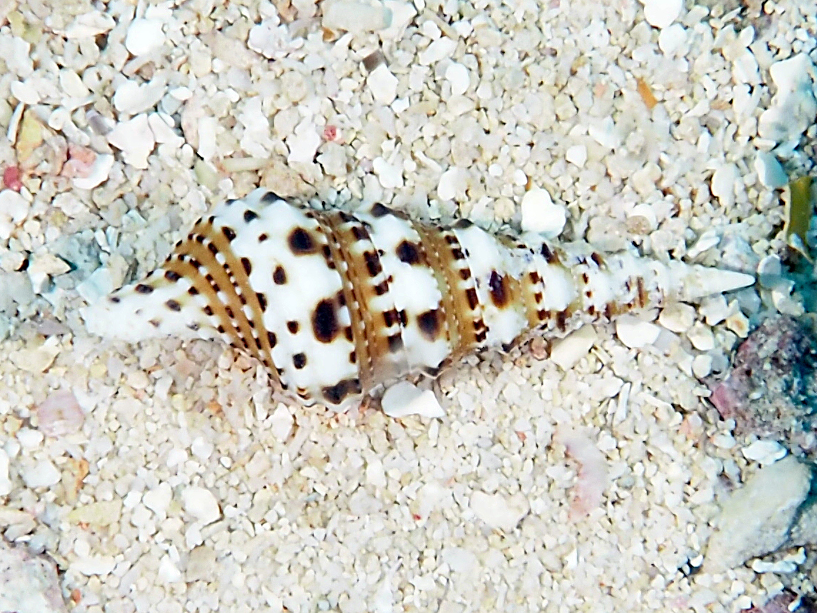 Turris cf. spectabilis - Turris cf. spectabilis - Moorea, French Polynesia