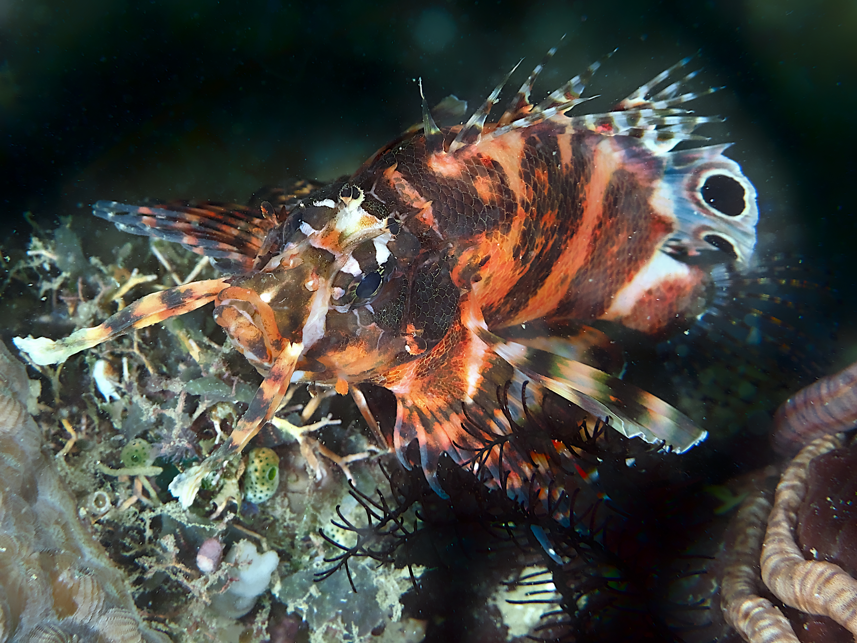 Twinspot Lionfish - Dendrochirus biocellatus
