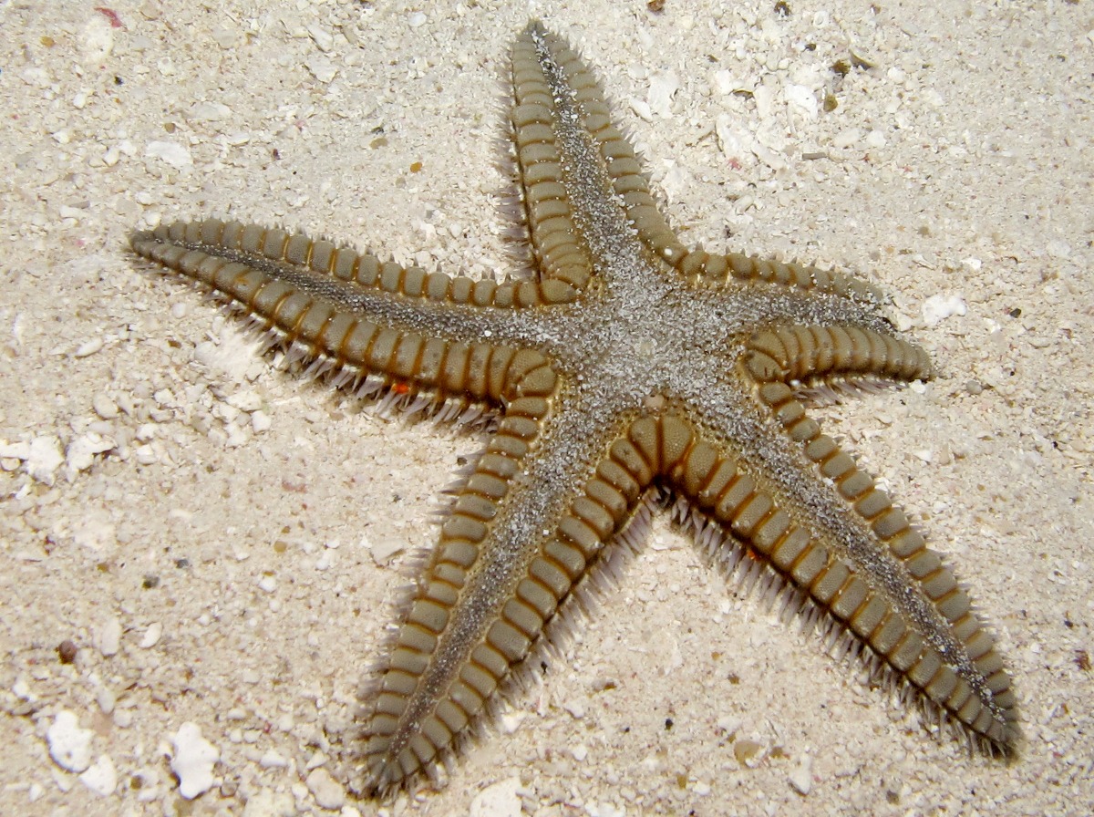 Two-Spined Sea Star - Astropecten duplicatus